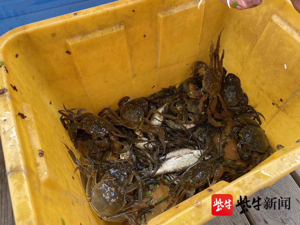 今年阳澄湖大闸蟹价格是升还是降,阳澄湖大闸蟹中秋多少钱一斤