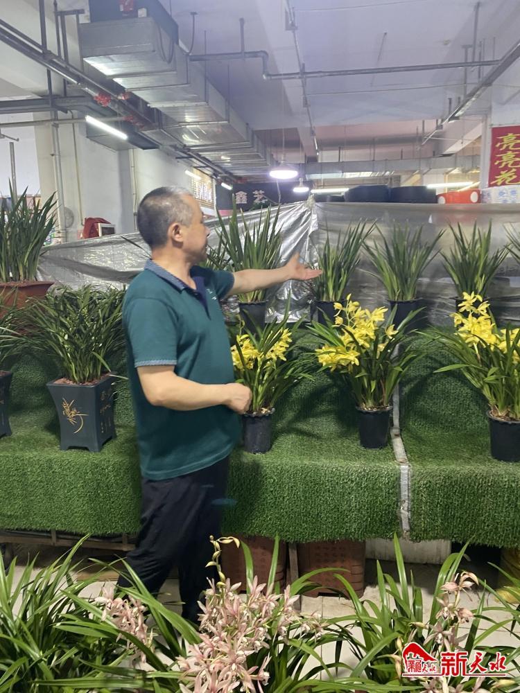 兰花花卉价格表大全,常见兰花交易价格