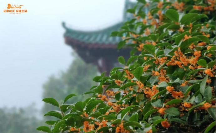 武汉花博汇花展,武汉花展最新消息