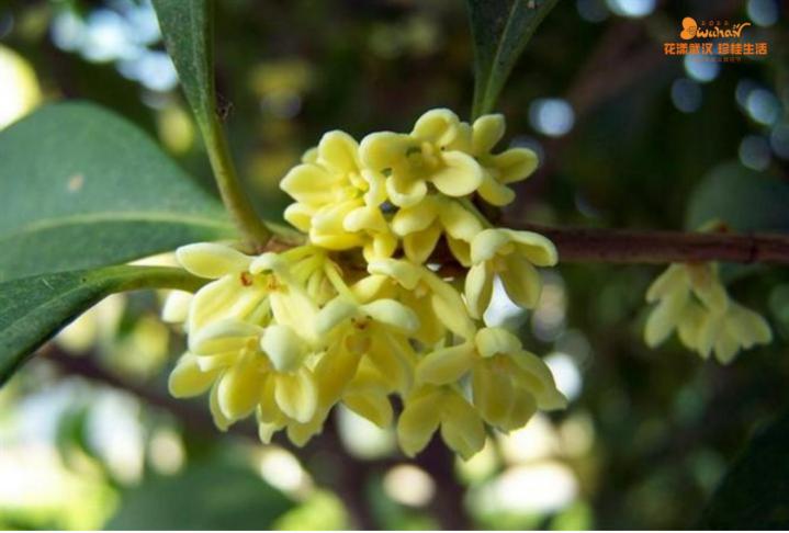 武汉花博汇花展,武汉花展最新消息