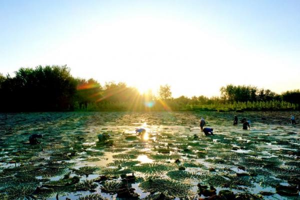 沭阳工业助推乡村振兴,沭阳乡村振兴交出亮丽三农答卷