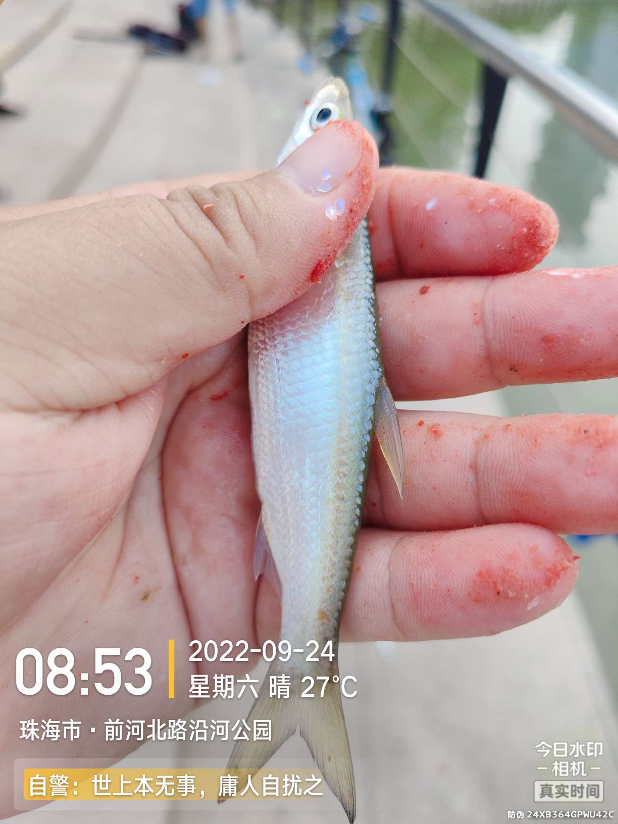 新线组,新型台钓线组