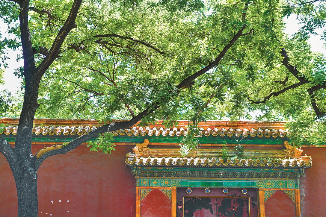 美丽中国｜独爱国槐