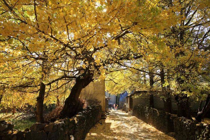 昆明最美的秋天,别眨眼带你看花海