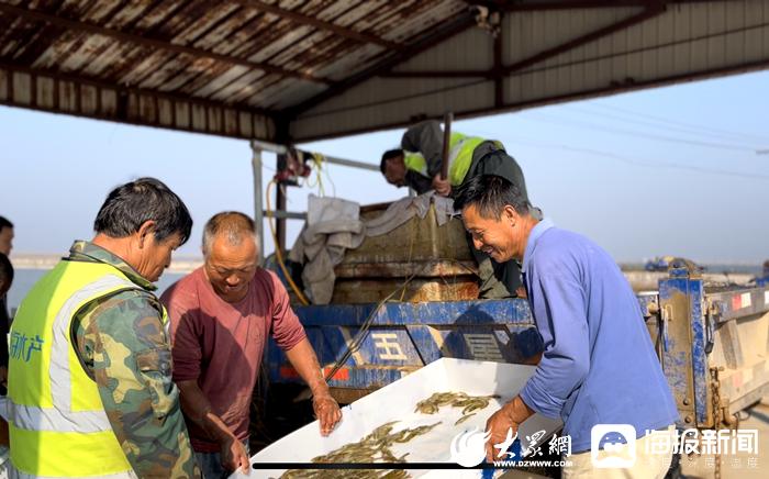 国庆里的丰收季丨盐水田里长甜虾！这个“十一”虾农老谭丰收忙