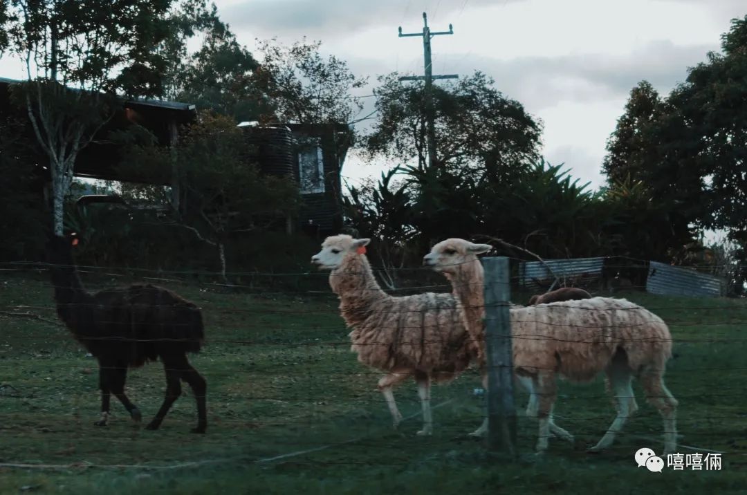 澳大利亚摘葡萄一个月能挣多少钱,澳大利亚农场打工女孩