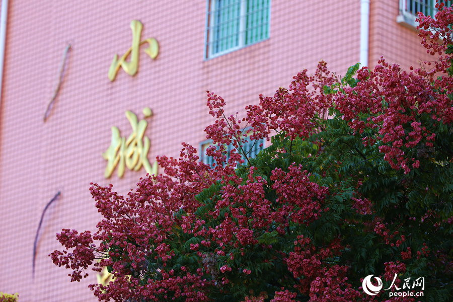 厦门街头的果实,厦门粉色栾树