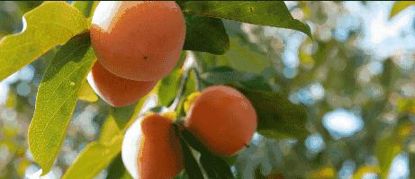 吃柿子会患胃结石吗,吃甜柿子会得柿结石吗