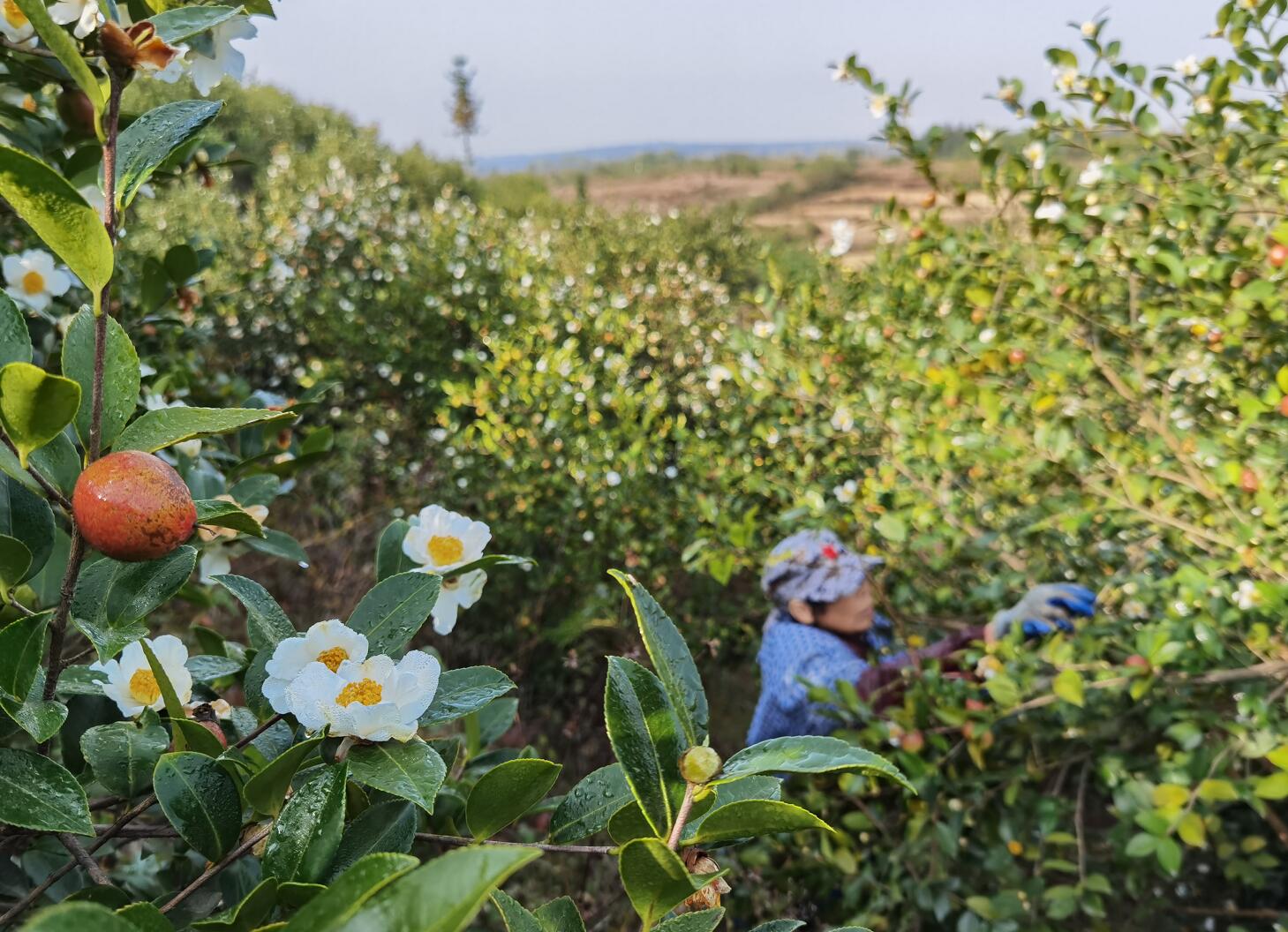 漫山飘香结金果万亩油茶迎丰收,千亩油茶基地花开满山
