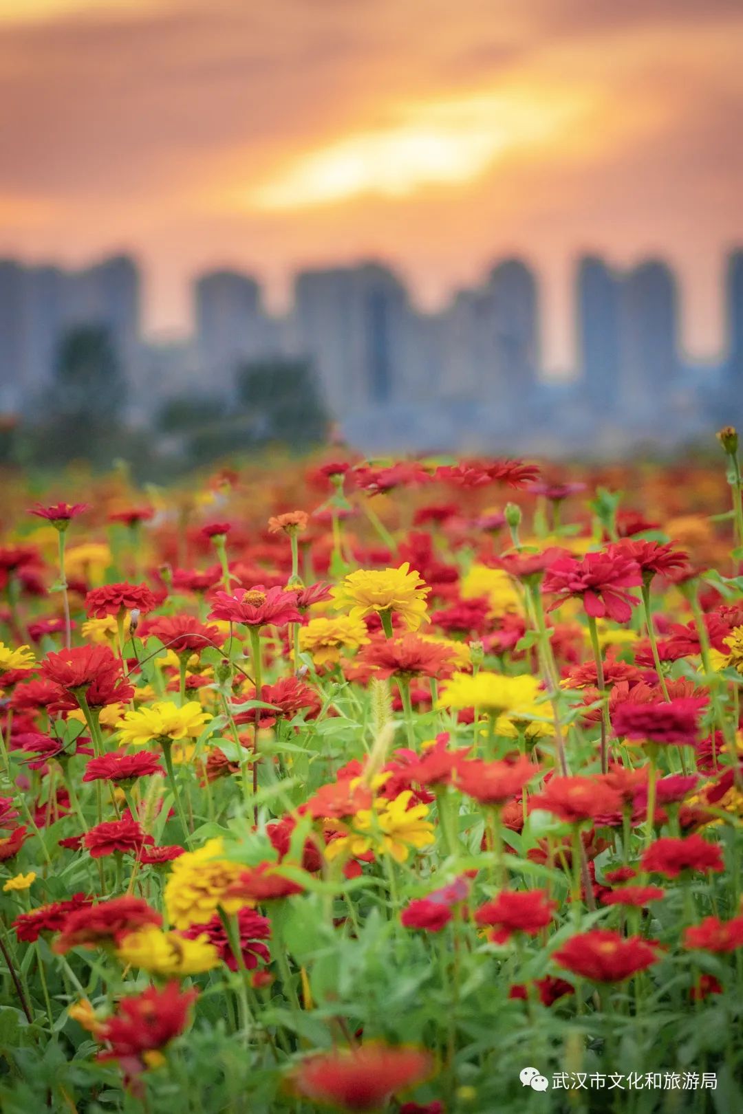 怎么拍一片花海,一片花海怎么拍