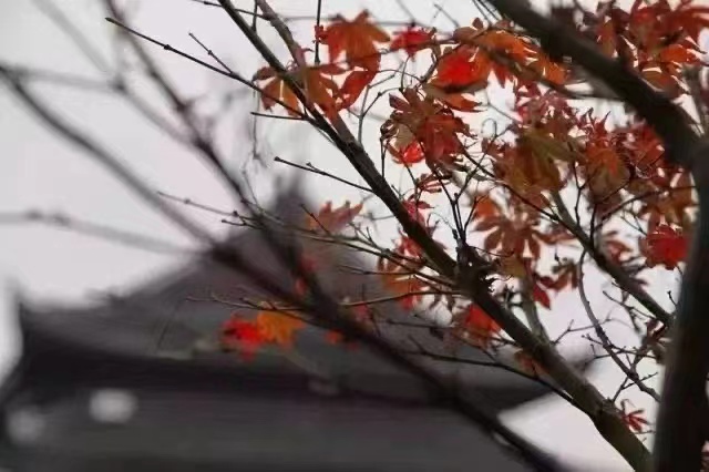 上海赏枫最佳去处,上海本地赏枫最佳地方