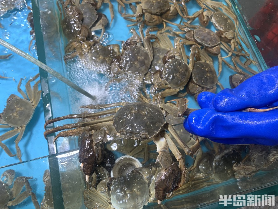 为什么现在大闸蟹价格那么高,大闸蟹晚熟