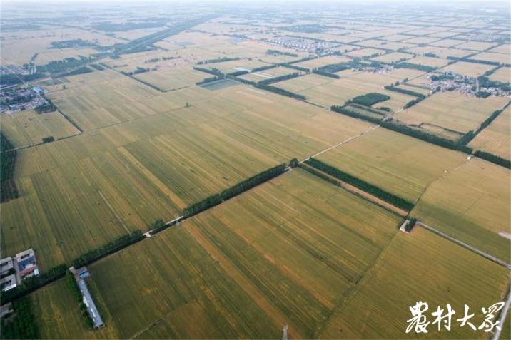 从400人种地到20人种地，后曹村的种植模式变了