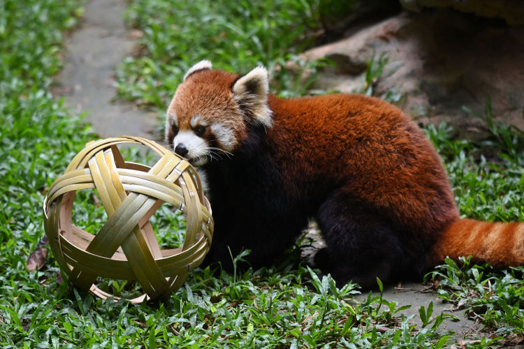 球星云集的比赛,球星齐聚广州