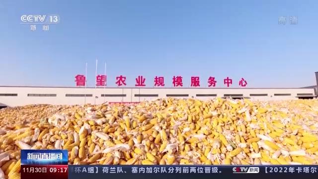 粮食全链条减损包括哪些环节,中国粮食生产取得重要成就