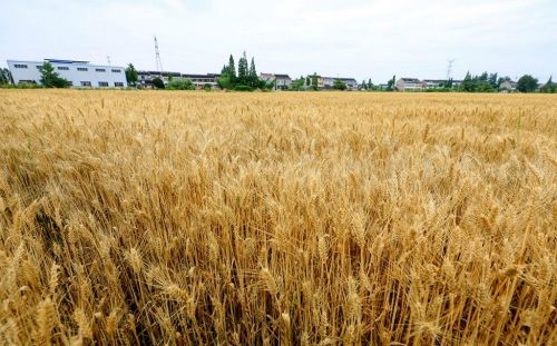 泰兴新街镇乡村振兴农业产业园,泰兴特色产业