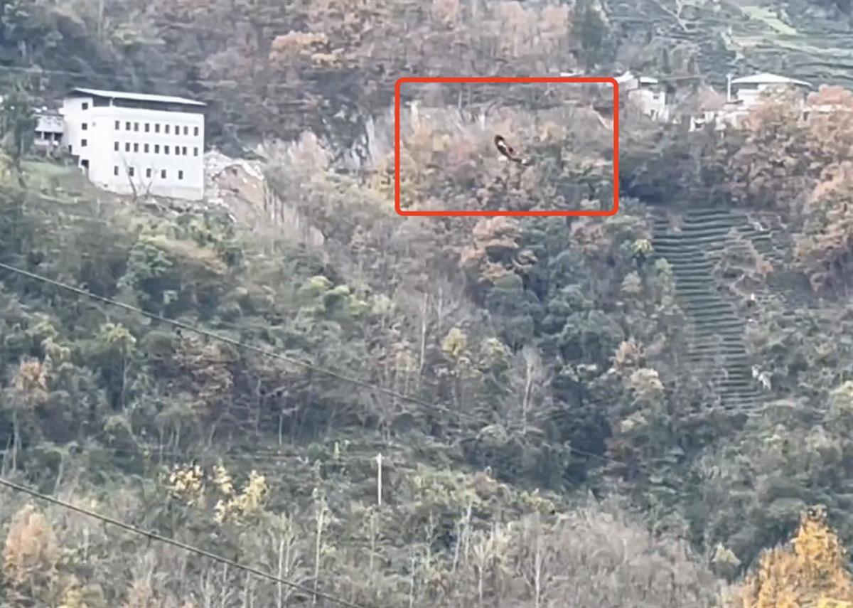 养鸡却被金雕吃了,开养鸡场结果被金雕偷吃