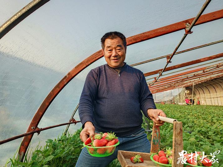 农村带货卖草莓,农村大量出售草莓苗