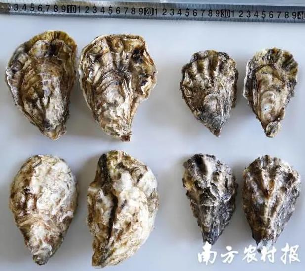 前沿公司前沿1号新品种,最新前沿品种