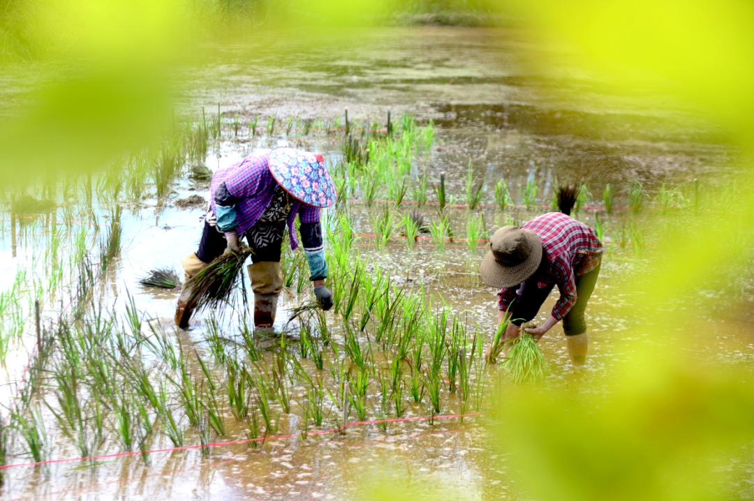 “七彩”龙斗：“靠山吃山”有新解
