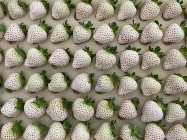 上海青浦草莓采摘基地,金山草莓和青浦草莓