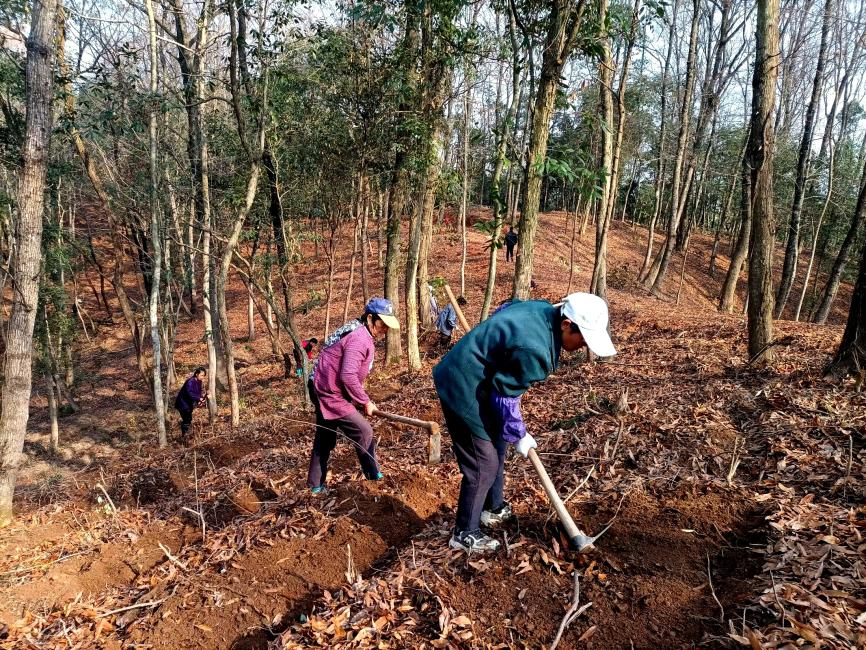 林下黄精种植基地图片,林下黄精种植还能挣钱吗