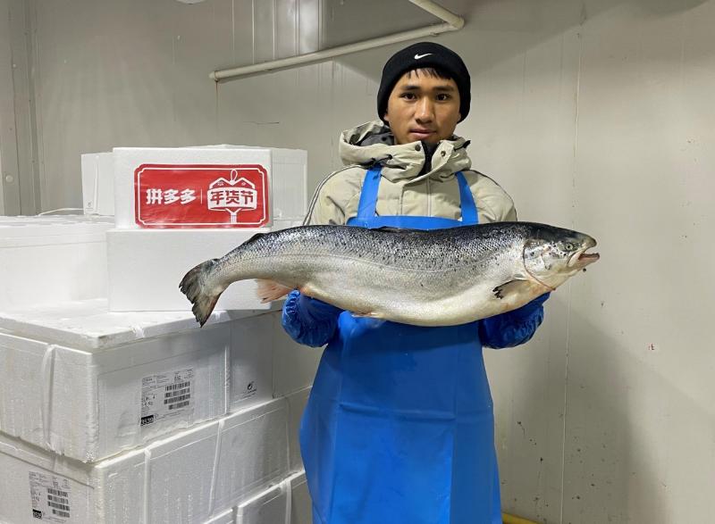 一条三文鱼入关过程,一条三文鱼