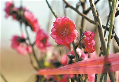 元旦节刊·花市|花如海人如潮，行过花街才过年