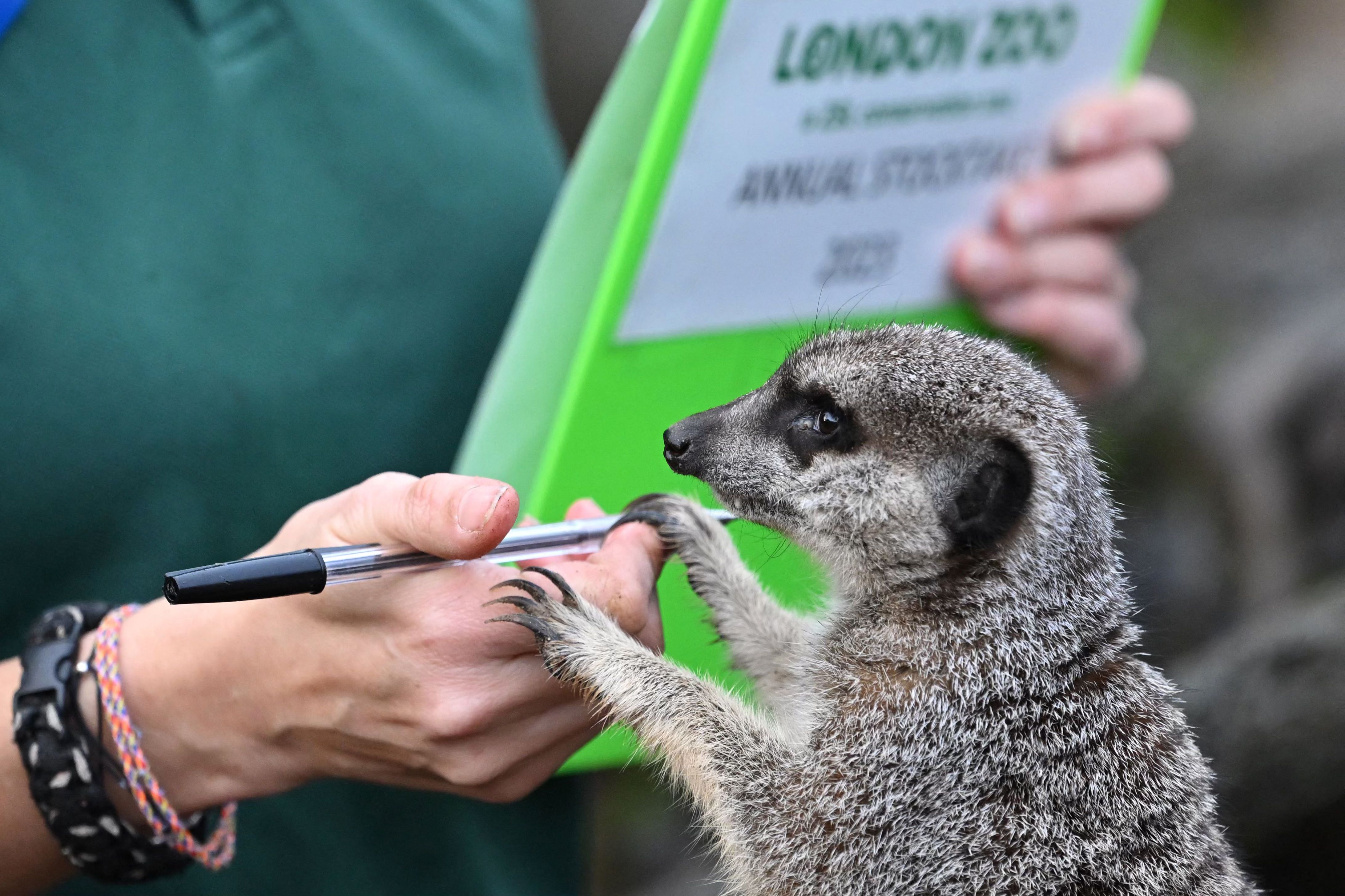 伦敦动物园动物大盘点,欧洲伦敦动物园