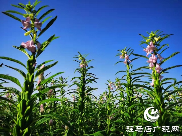 合格品牌香油排名,河南芝麻香油哪个牌子最好