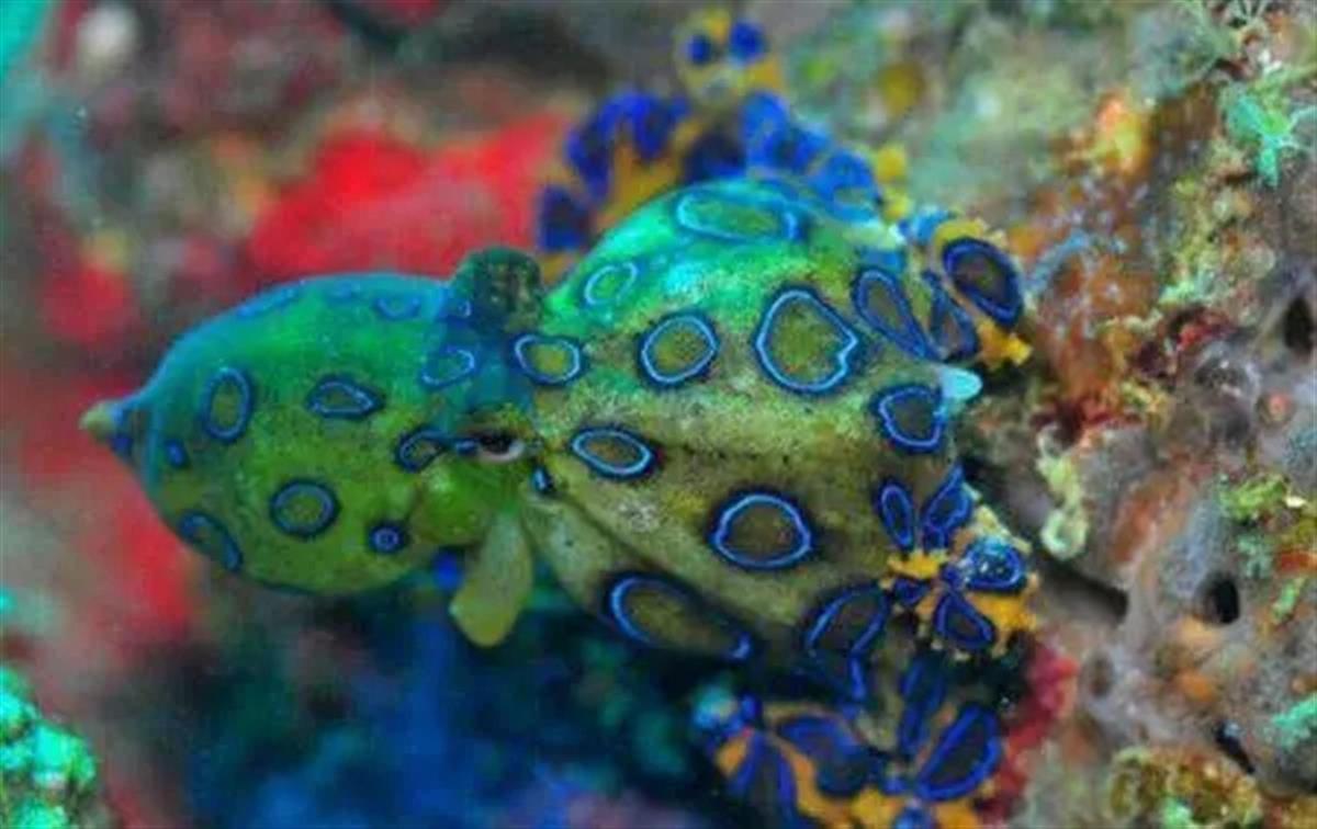 火锅店现剧毒蓝环章鱼后续,火锅店吃出蓝环章鱼视频