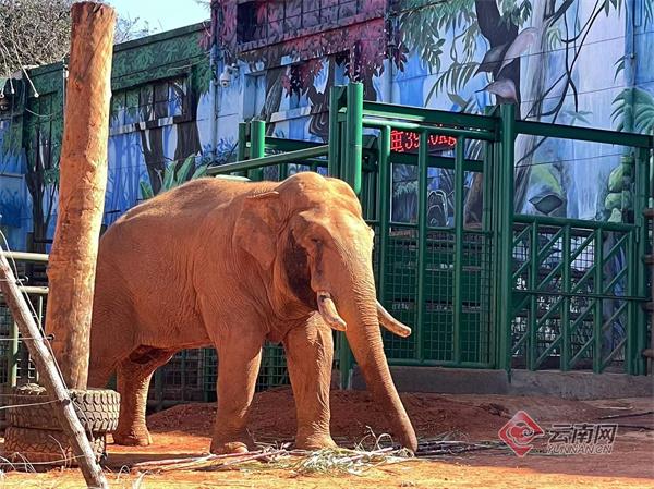 昆明春节旅游攻略图文介绍,兔年春节这份攻略带你玩转昆明