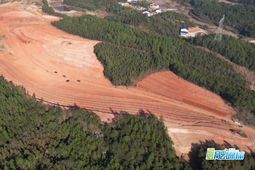 罗江镇山秀村：种植油茶添“新绿”，振兴乡村“钱”景好