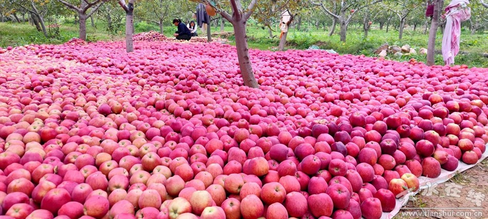 武山县重点工作会议,武山县乡村振兴四个一批