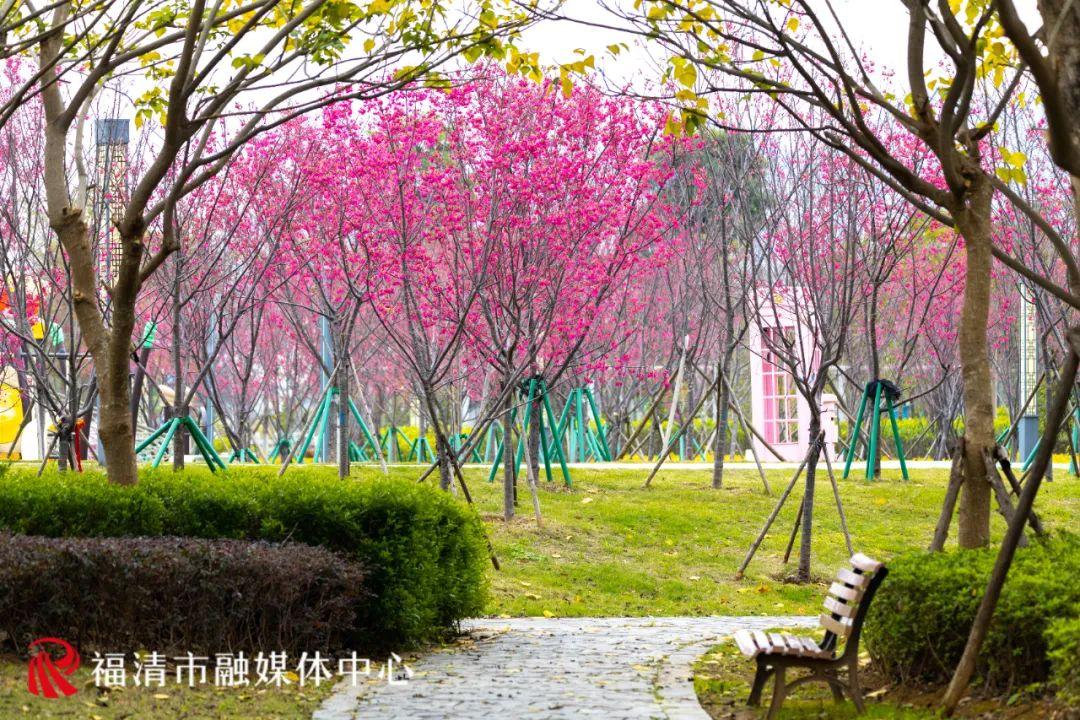 福清赏樱花,福清粉色樱花
