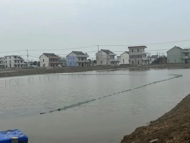 蟹苗怎么选成活率高,蟹苗养殖技术与方法