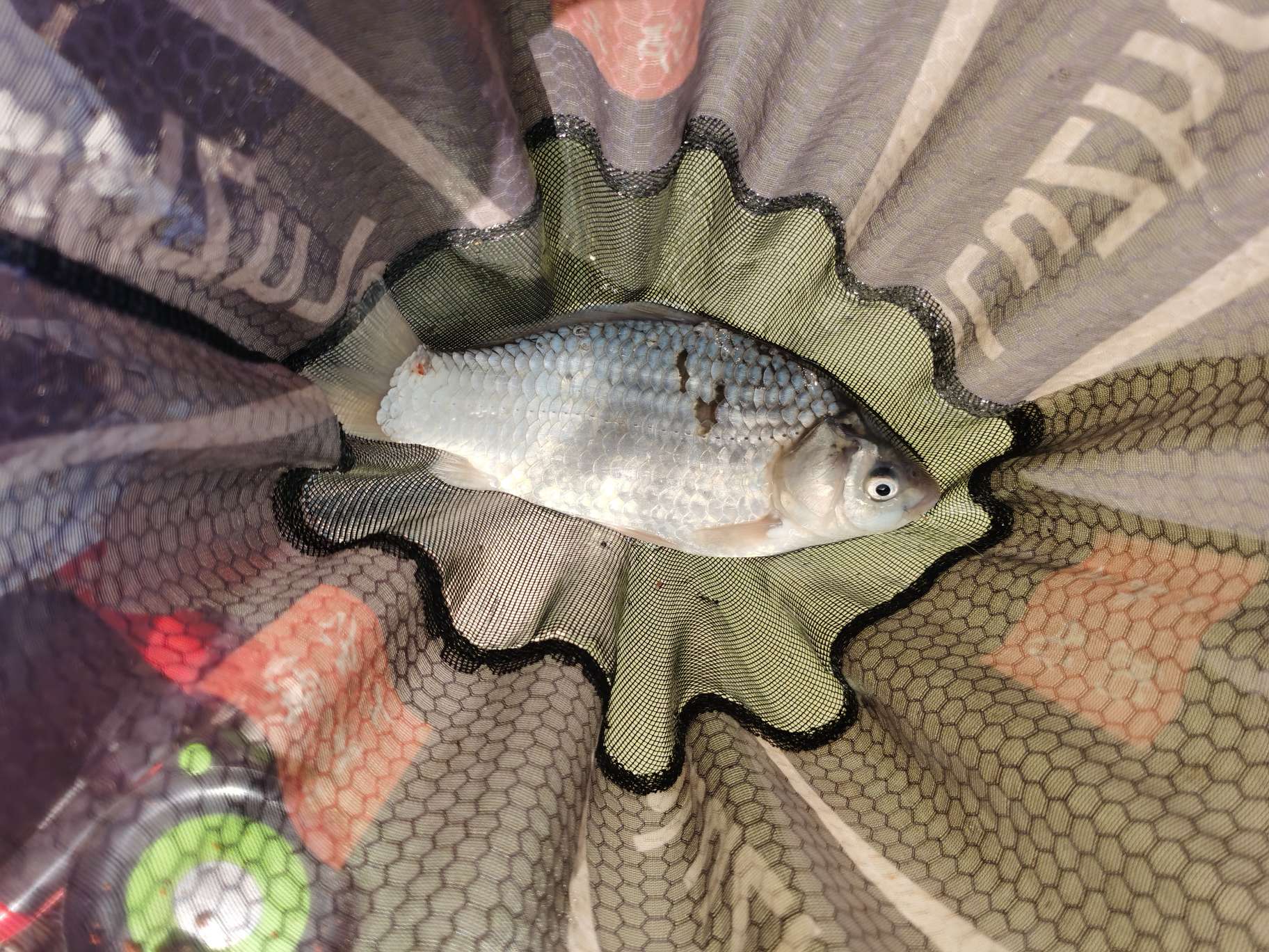 无双鲤刚劲版钓鱼竿,无双鲤典藏版鱼竿什么样