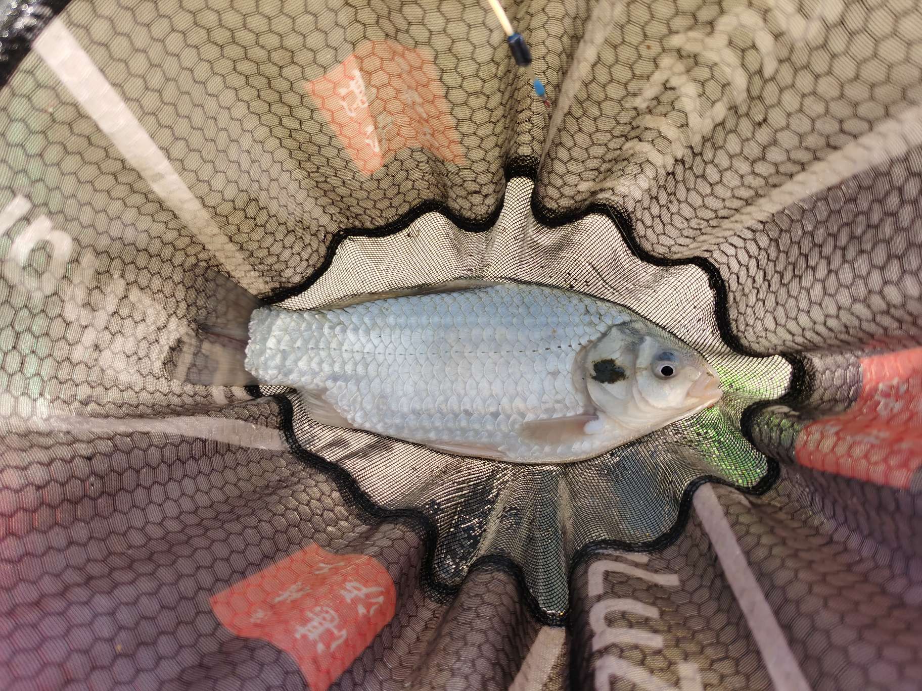 无双鲤刚劲版钓鱼竿,无双鲤典藏版鱼竿什么样