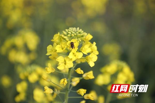 湖南新田油菜花,永州新田油菜花开壮观如雪景组图