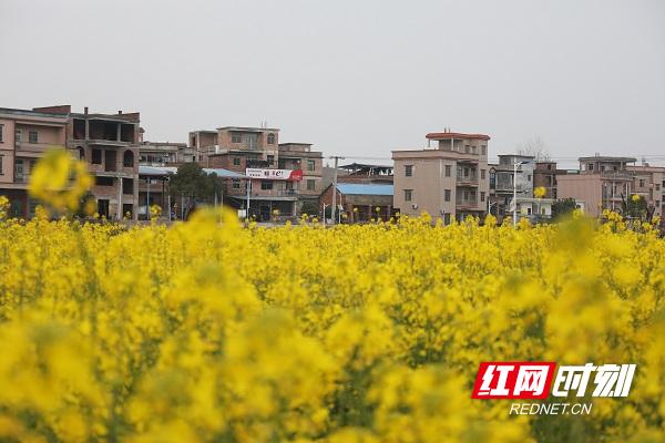 新田油菜花开扮靓乡村春景,油菜花开蜜蜂采蜜