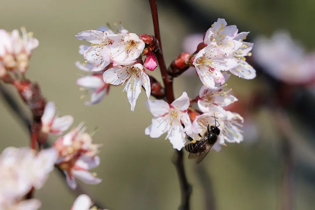 春季赏樱指南,赏樱技巧