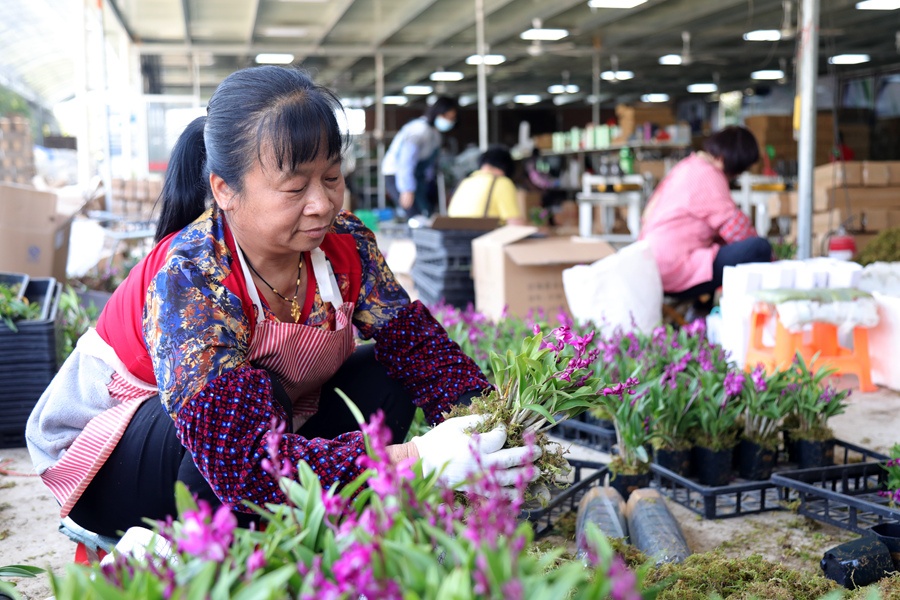 福建南靖兰花触“网”香飘致远绽放“美丽经济”