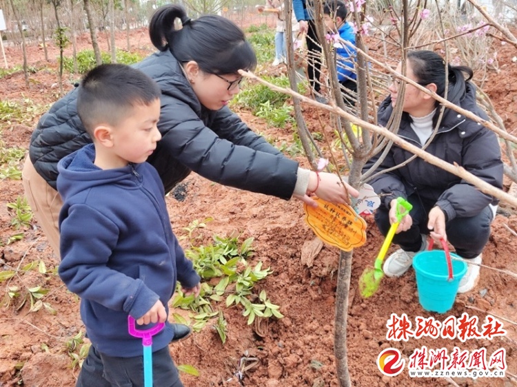 株洲城区义务植树地点公布,义务植树活动为美丽家园添绿