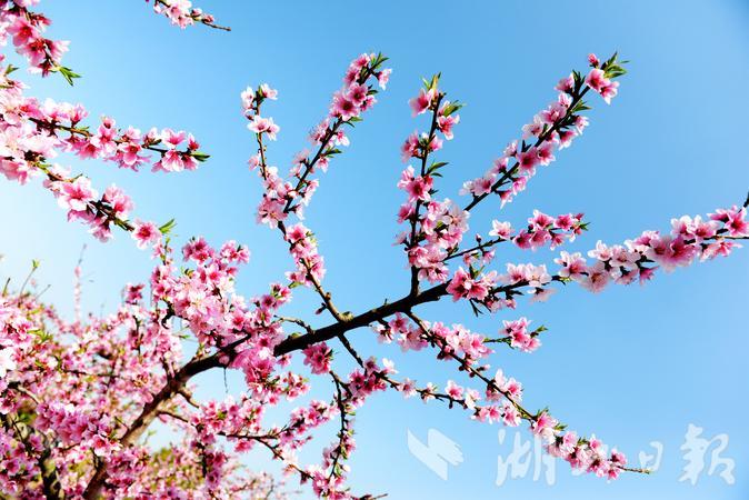 春风春雨春花盛开,春风莺飞草长陌上花开