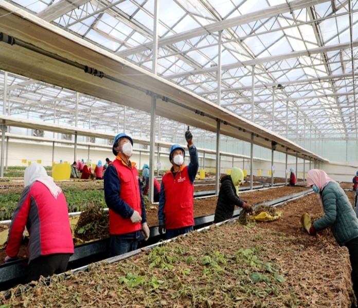 定西小土豆产业园,甘肃定西土豆发展情况