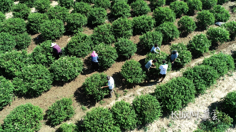 河北新河土特产铺就振兴路,打造中国式现代化河北场景