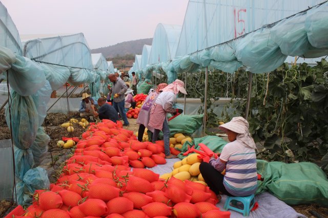 有一种叫云南的生活|保山昌宁:“四季产业”促增收,瓜甜果大菜蔬香