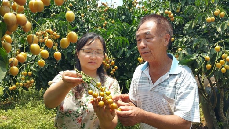 骞胯タ鐣柉鎵瑰彂鐩存壒,骞胯タ鐣柉鎵瑰彂搴楅摵