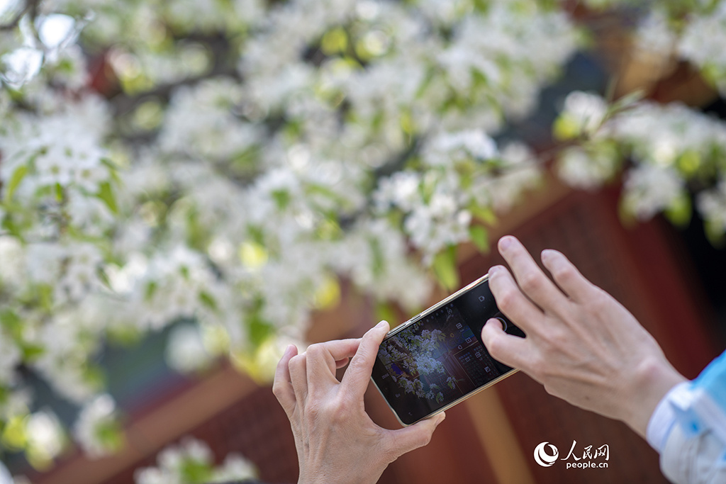 春天花“卉”开朵朵含情迎客来