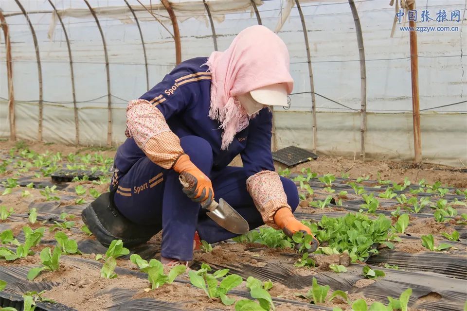 发展生态农业与乡村振兴,民乐新模式推动农业高质高效发展